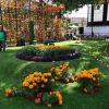Inversión de 400 mil pesos para colocar 12 mil 500 plantas de cempasúchil en espacios públicos de Morelia