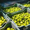 Son cinco cárteles los que operan la extorsión contra limoneros