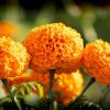 Flor de Cempasúchil, tesoro natural con aportaciones vitales para el medio ambiente