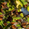 Michoacán se alista para la temporada de la mariposa monarca; santuarios abrirán el 21 de noviembre
