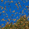Este sábado abren santuarios de la Mariposa Monarca