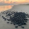 Campamentos tortugueros liberan más de 500 mil crías en un mes