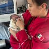 Agente del C5 salva la vida de un recién nacido en emergencia