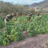 Destruyen más de 13 mil plantas de marihuana en la sierra de Turicato