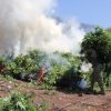 Localizan y destruyen 2.8 hectáreas de mariguana