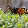 Llaman a vivir la magia de la Mariposa Monarca