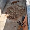 Rescata FGE cuatro perros víctimas de maltrato durante cateo en Tarímbaro