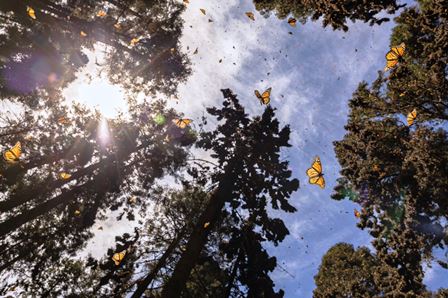 La temporada 2025-2026 de la Mariposa Monarca está llegando a su fin este mes de marzo