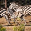 Nace cebra de Grant en el Zoológico de Morelia