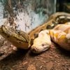 ¿Sabías que en el Zoológico de Morelia hay una serpiente de 5 metros? ¡Ve a conocerla!