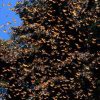 Premian a Michoacán por la Monarca como la mejor experiencia natural de México
