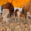 Ayuntamiento impulsa la innovación y tecnología del campo en la Agrotegan