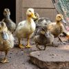Especialistas logran integrar a una bandada al pato robado del Zoológico de Morelia