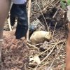 Localizan al menos 6 osamentas en predios de Jacona, durante los últimos días