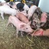 Ayuntamiento fomenta la producción porcina en la Agrotegan