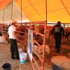 Familias y productores hacen de la Expo Agrotegan 2026 un éxito en Morelia