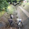 Realiza ayuntamiento limpieza preventiva en canal Fray Antonio de San Miguel
