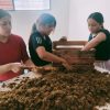 Con producción de hongo seta, impulsa el desarrollo de las mujeres morelianas
