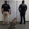 Fortalece Fiscalía de Michoacán combate al maltrato animal; suma rescates de especies silvestres