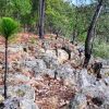 En el Mundial del Medio Ambiente, México llama a acelerar acción climática y protección de recursos naturales
