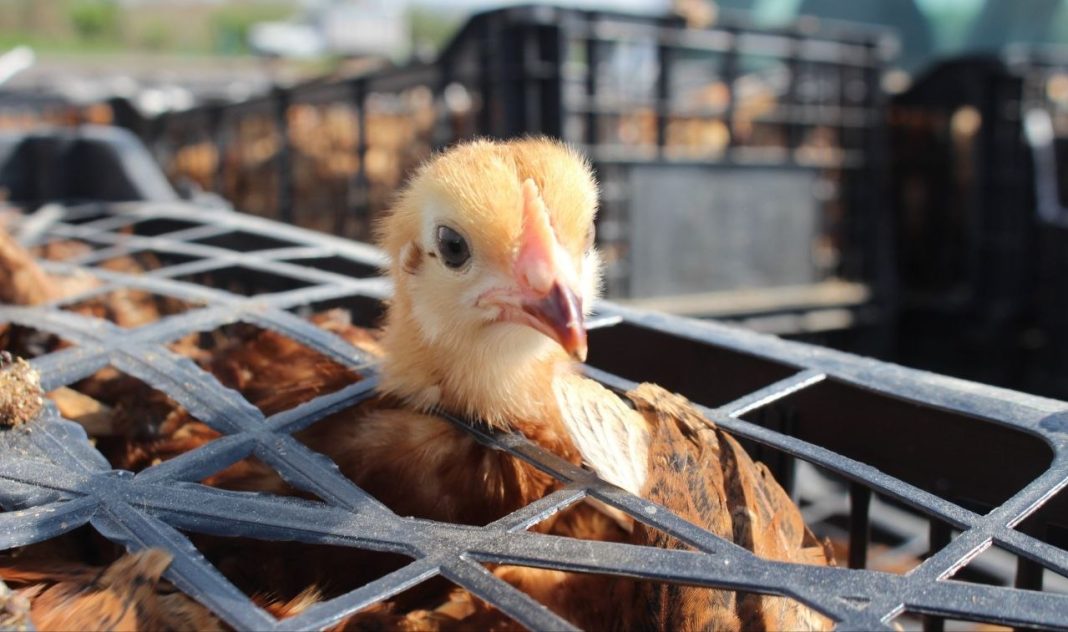 Continúa entrega de gallinas de traspatio en apoyo al sector rural de Morelia