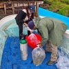 Compesca fortalece la conservación del pez blanco con monitoreo sanitario