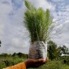 Reforestación en Michoacán, clave para la recuperación de ecosistemas y recursos hídricos