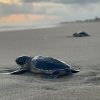 Michoacán, listo para el arribo de miles de tortugas marinas
