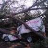 Árbol de gran tamaño colapsa y aplasta tres vehículos en Apatzingán
