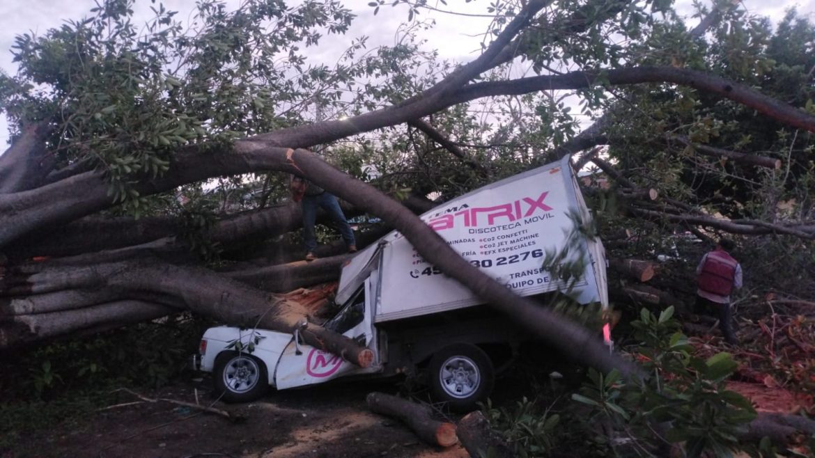 Árbol de gran tamaño colapsa y aplasta tres vehículos en Apatzingán