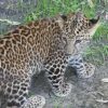 Dos cachorros de leopardo son los nuevos inquilinos en el Zoo de Morelia