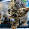 Gobierno de Morelia cuida a los gatos comunitarios con jornadas integrales de atención