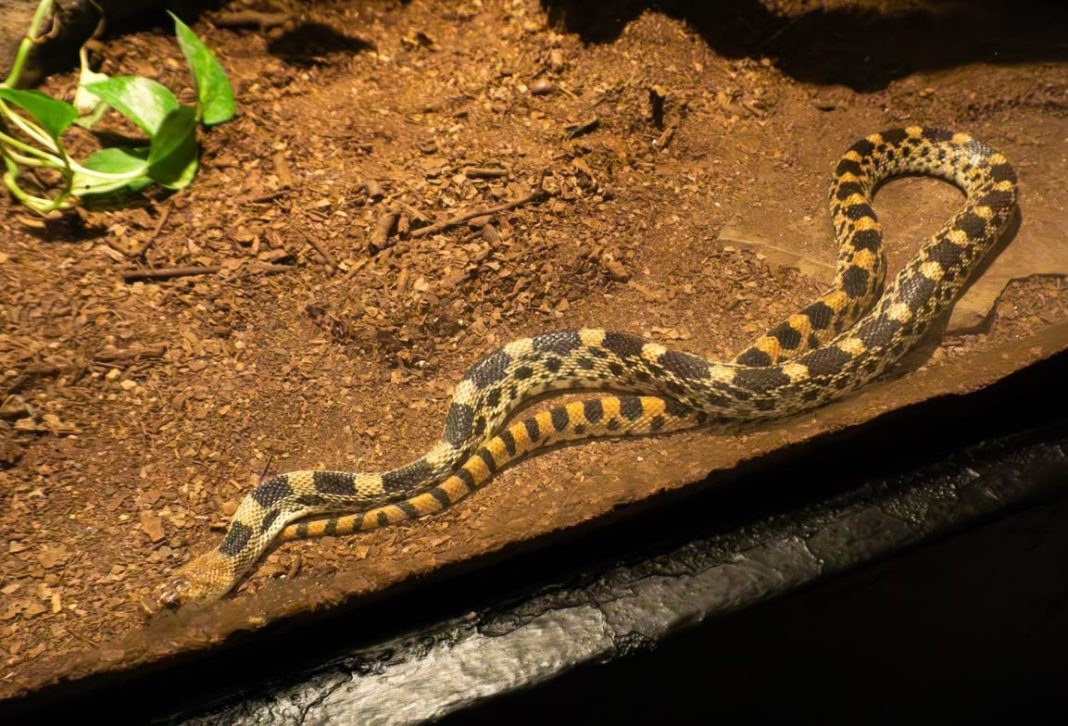 Temporada de lluvias puede provocar mayor presencia de fauna silvestre en la ciudad