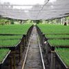Produce Michoacán 10 millones de árboles nativos por segundo año consecutivo