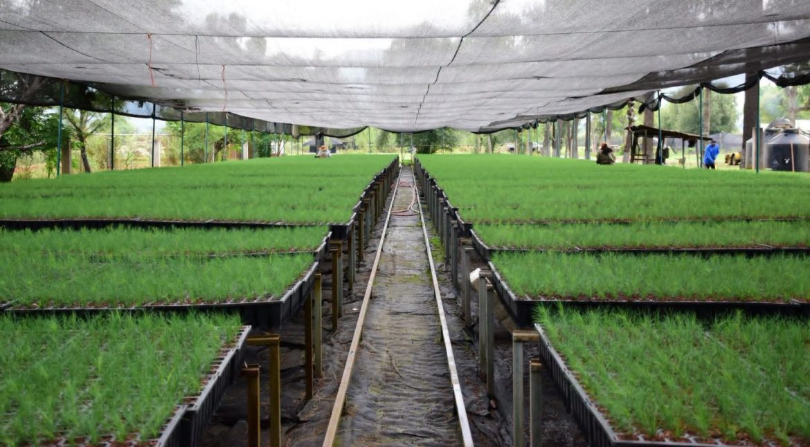Produce Michoacán 10 millones de árboles nativos por segundo año consecutivo