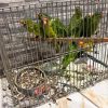 Rescatan aves víctimas de maltrato y tráfico ilegal de fauna