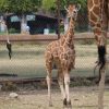 Se espera que esta temporada se registre el nacimiento de 50 crías en el Zoológico de Morelia