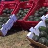 Para actividad aguacatera en Michoacán por una alerta de seguridad de EUA: APEAMEn el actual gobierno estatal, suman alrededor de tres ocasiones que se detiene la producción                       El gobierno de los Estados Unidos emitió una alerta de seguridad al personal de USDA en Michoacán que verifica el envío de aguacate a la Unión Americana.  De esta manera hay una suspensión temporal de las actividades del sector aguacatero en la entidad al retirar al personal de oficiales regulatorios de USDA responsables de verificar el cumplimiento de exportación de aguacate.  La Asociación de Productores y Empacadores de Aguacate de Michoacán, APEAM , informó a sus socios principalmente exportadores que la fruta que se reciba a partir de este miércoles no podrá ser procesada ni se autoriza su embarque para exportación.  Únicamente, se alcanzará a enviar la producción del día 4 de agosto debido a que fue verificada por uno de los inspectores norteamericanos.  La APEAM, informó a los productores, empacadores y exportadores tomar las medidas necesarias en el corte, producción y proceso de su fruta.  Directivos de la asociación ya se encuentran en la ciudad de México sosteniendo reuniones con las autoridades federales para atender la situación de seguridad y en busca de acciones que afecten lo menos posible a la industria.  En el actual gobierno estatal, suman ya alrededor de tres ocasiones que se para la producción aguacatera de exportación por temas de seguridad de las que alerta el gobierno estadounidense.
