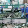 Por tema preventivo tras detenciones de líderes delincuenciales, la suspensión de exportación de aguacate