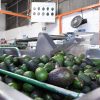 Con un millón 460 mil toneladas, cierra temporada de producción  de aguacate