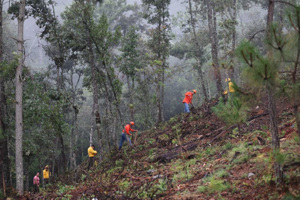 Encabeza alcalde jornada de reforestación en Morelia