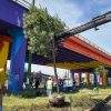 Gobierno de Michoacán inicia trasplante de árboles retirados por obras del Morebús