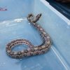 Recibe Zoológico crías de cocodrilo de pantano y boa constrictora