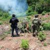 Localizan e incineran 861 kilos de marihuana en Huetamo