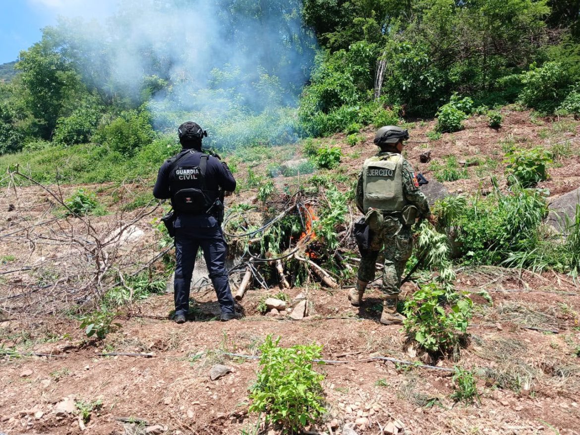 Localizan e incineran 861 kilos de marihuana en Huetamo