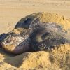 Inicia arribazón masiva de tortuga marina en playas de Michoacán