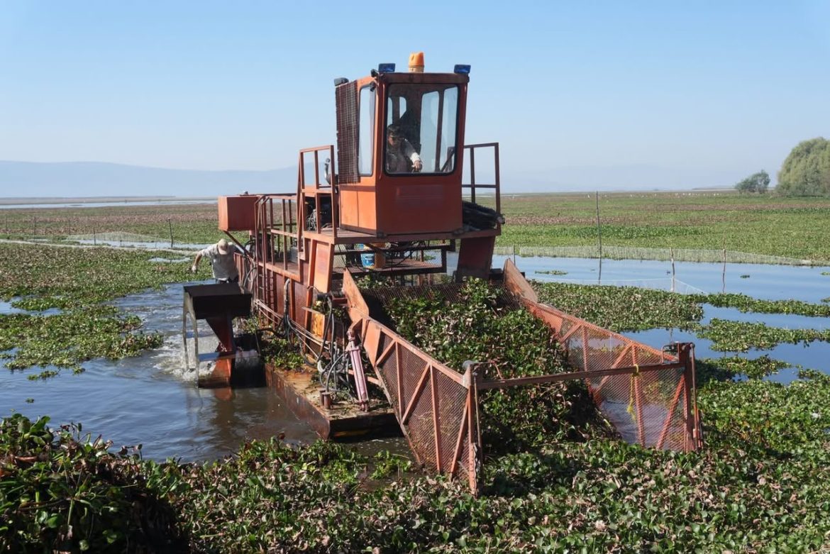 Intensifican trabajos de recuperación en el lago de Cuitzeo con maquinaria especializada