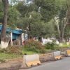 Se plantarán muchos más árboles de los que se retirarán por obras del Morebús, asegura alcalde