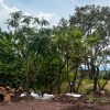 Morebús no retirará 613 árboles durante su proceso de construcción