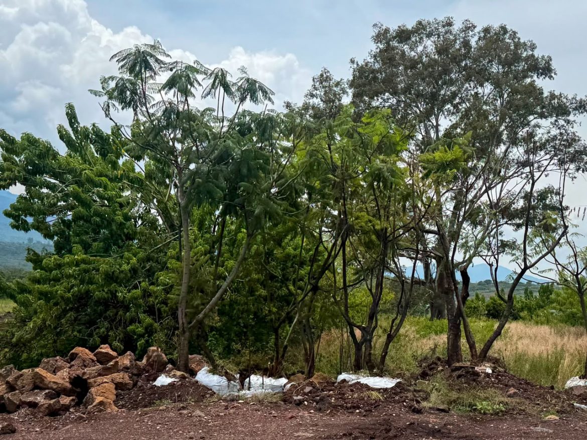 Morebús no retirará 613 árboles durante su proceso de construcción